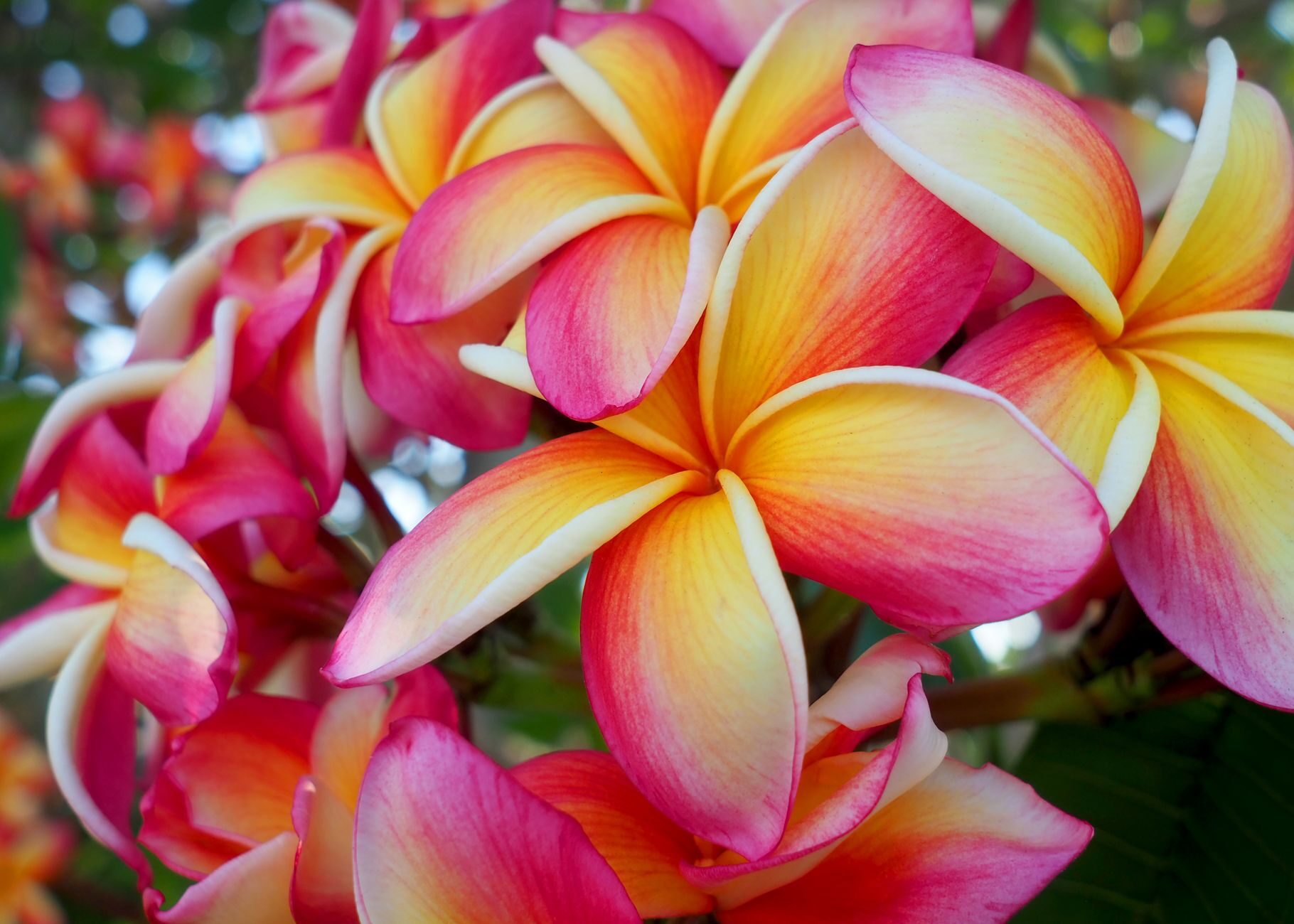 Pink, coral, and golden plumeria blossoms in warm tropical sunlight